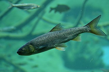 V Dyji na Břeclavsku uhynulo přes opatření půl tuny ryb kvůli nedostatku kyslíku